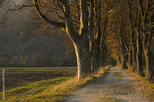 Obraz na płótnie Allee w salonie