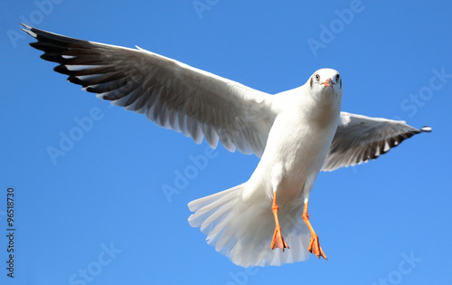 Seagull flying in beautiful sky and bright sun