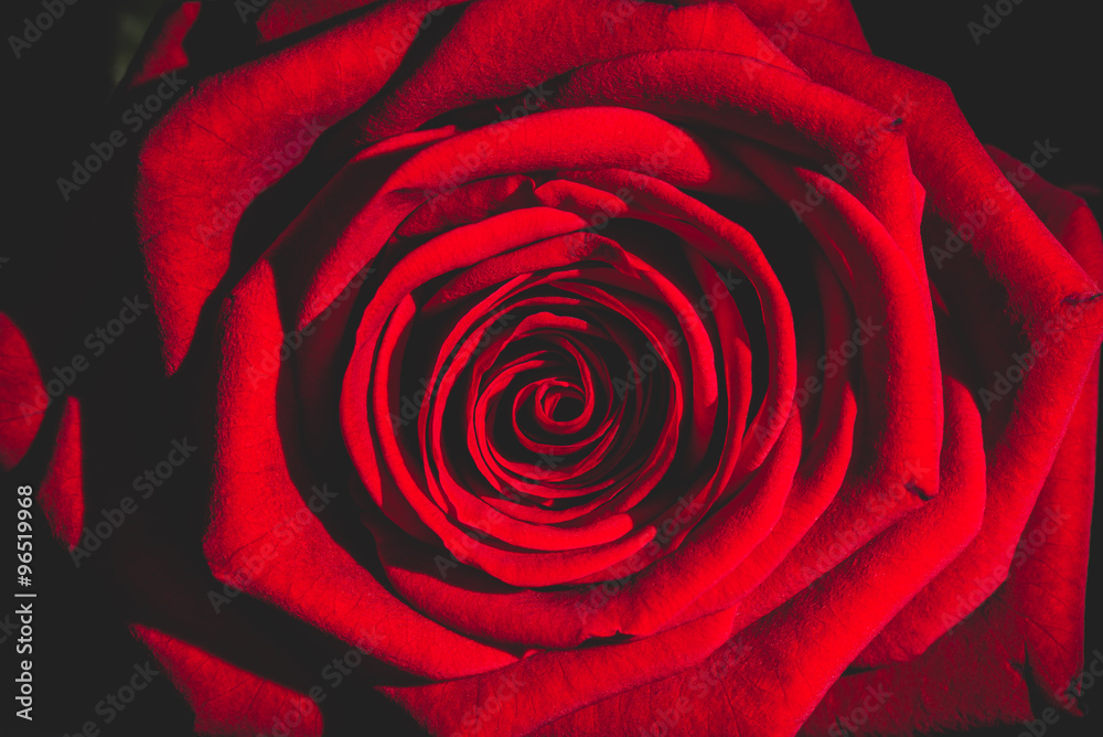 red rose from the dark - obrazy, fototapety, plakaty 