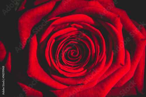red rose from the dark