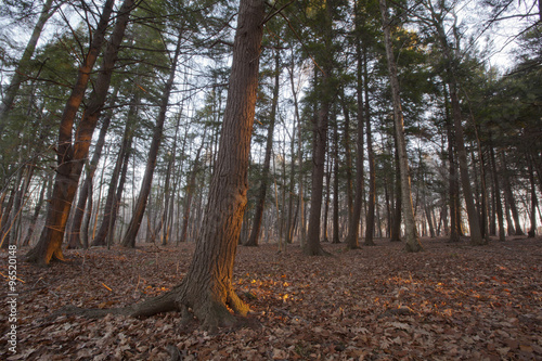 A late autumn morning view of a forest in the Berkshire Mountains of Western Massachusetts. photo