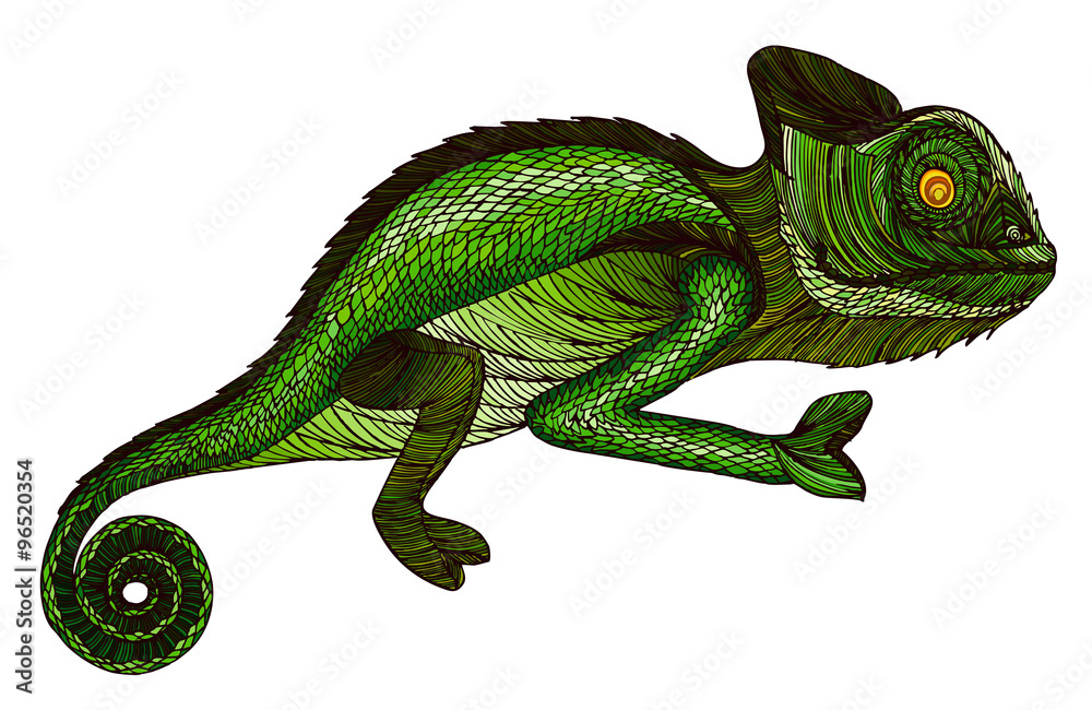 Fototapeta premium Chameleon.Profile Lizard. Hand drawn.
