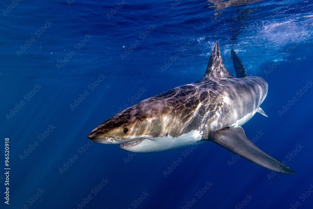 Fototapeta premium Great White shark ready to attack