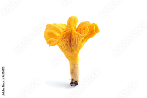 golden chanterelle mushroom isolated
