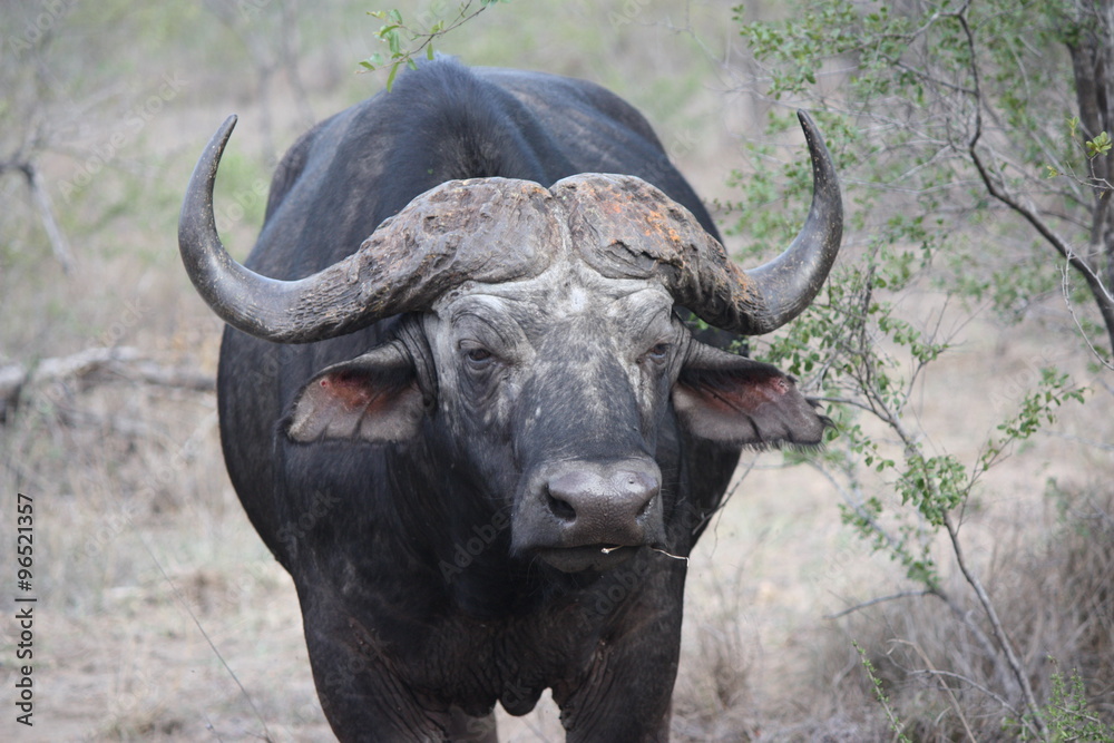 bufalo bufalo
