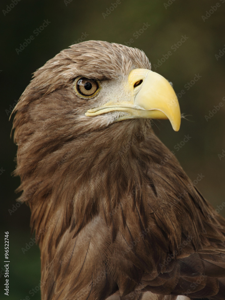 Portrait of a beautiful european eagle Portrait of a beautiful european eagle