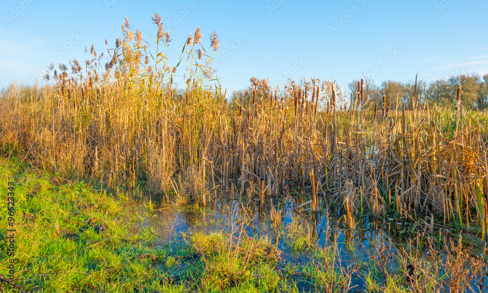 Fototapeta premium The shore of a sunny lake in autumn 