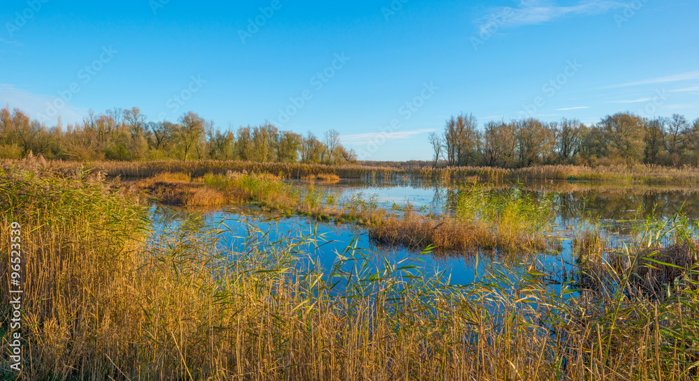 The shore of a sunny lake in autumn
