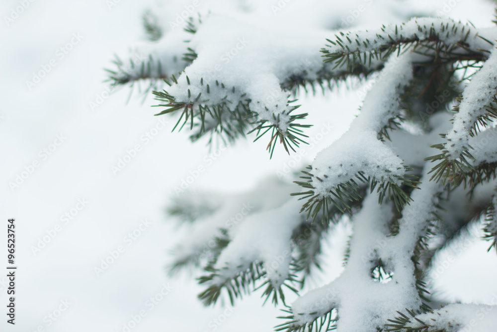 tree, snow