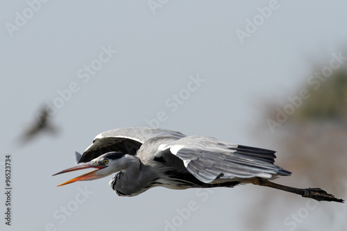 Fotografie Aggressive heron in flight