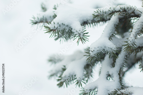 tree  snow