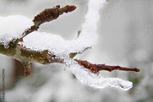 Eis schmilzt am Zweig vom Apfelbaum photo