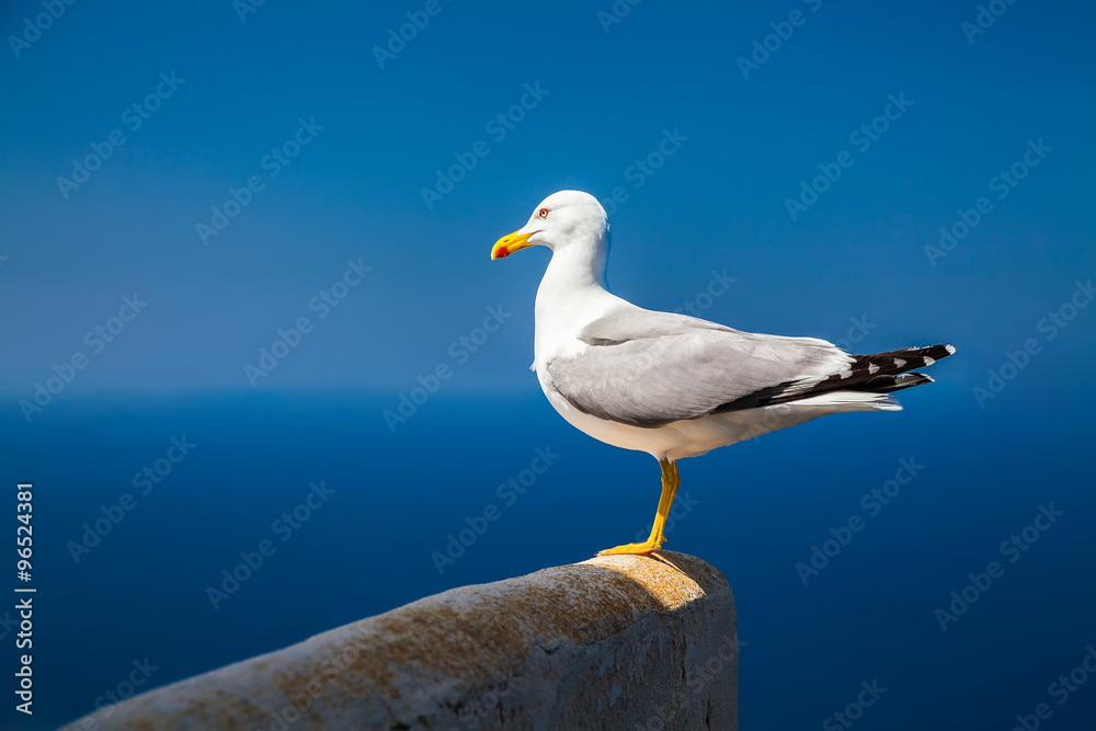 alone seagull with sky and sea background alone seagull with sky and sea background