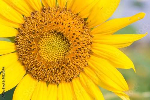 Beautiful sunflower in morning