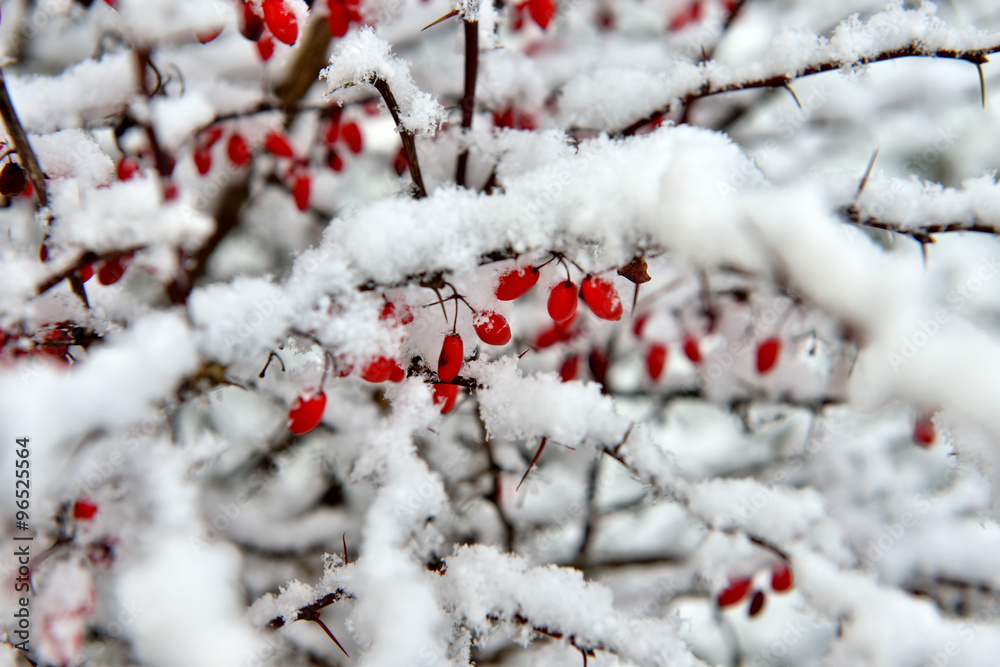 Red berries on branches covered by snow