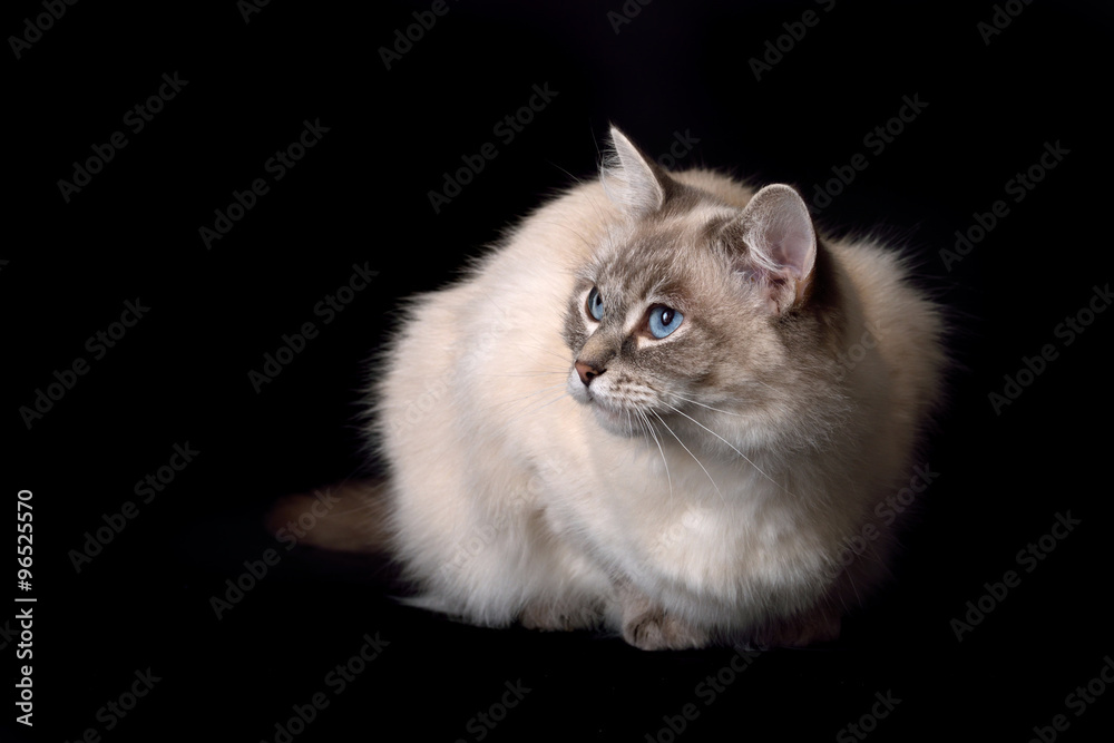 Fototapeta premium Ragdoll cat on a black background