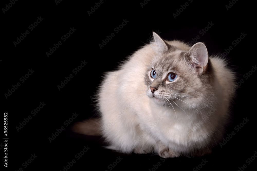 Fototapeta premium Ragdoll cat on a black background