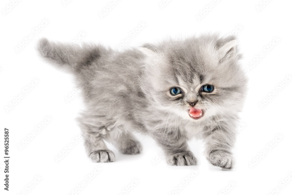 Cucciolo di gatto persiano a pelo lungo tortie grigio con occhi azzurri  isolato su sfondo bianco 