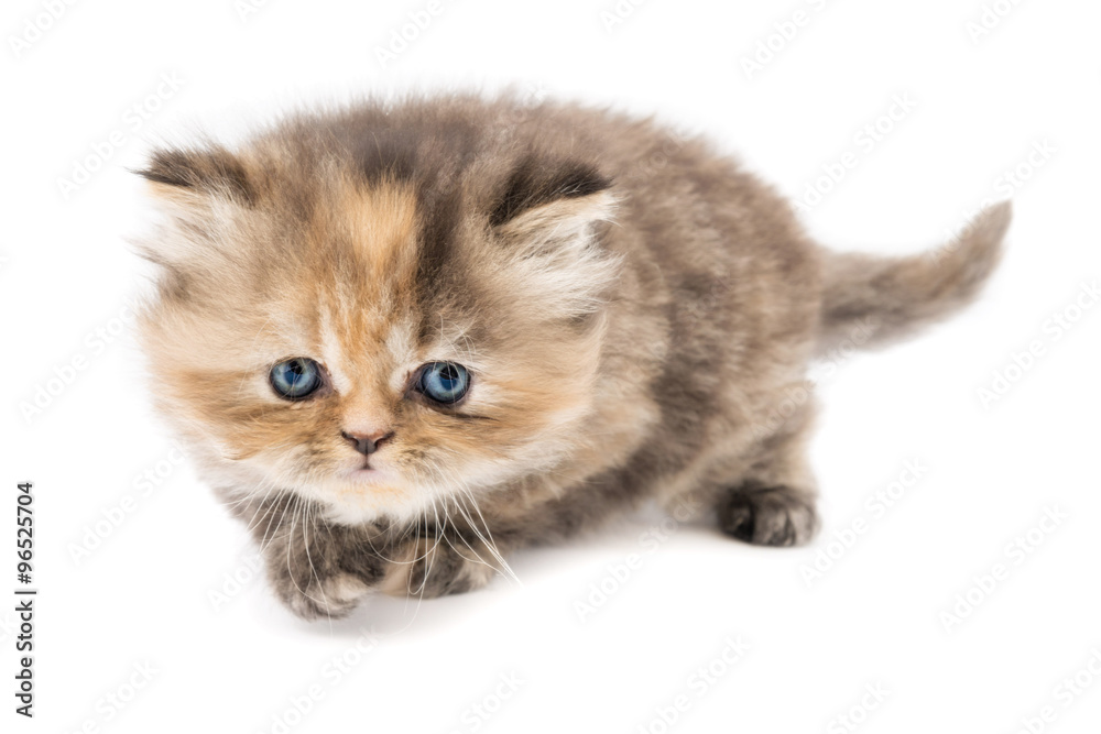 Cucciolo di gatto persiano a pelo lungo tortie beige rossiccio isolato su sfondo bianco