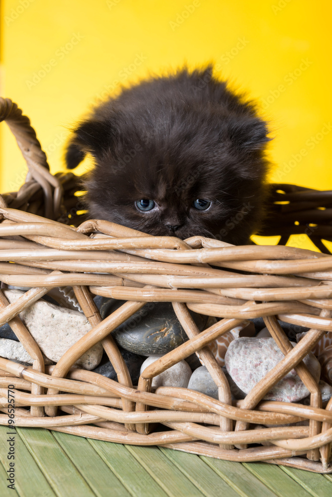 Cucciolo di gatto persiano a pelo lungo marrone tartugato che sporge da una  cesta di vimini Stock Photo | Adobe Stock