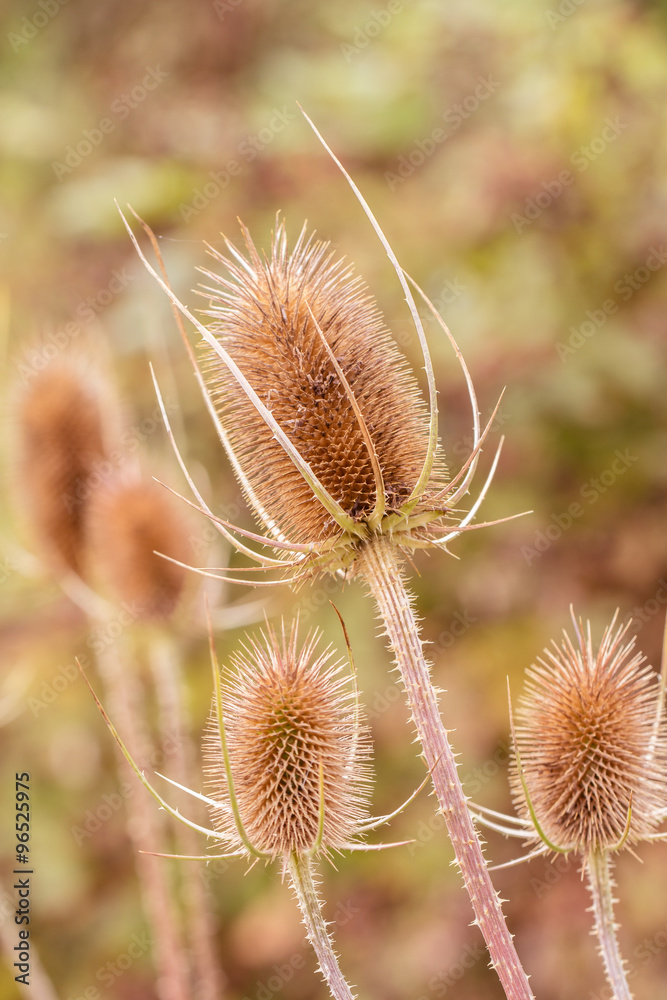 Dried Teasel (Dipsacus fullonum)