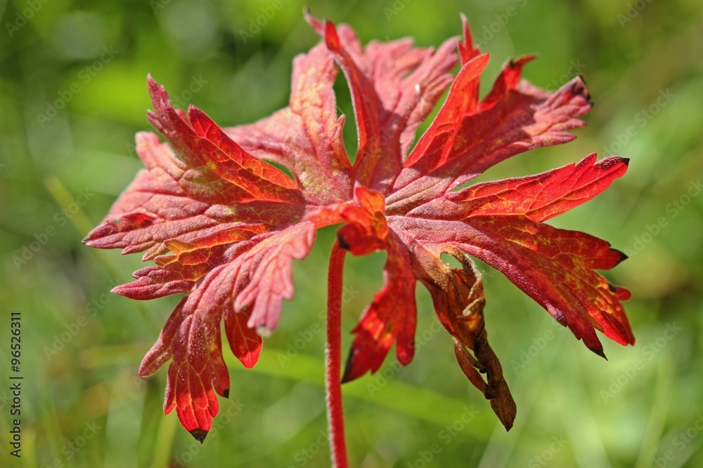 Blatt des Wiesen-Storchschnabels (Geranium pratense) in roter Herbstfärbung Blatt des Wiesen-Storchschnabels (Geranium pratense) in roter Herbstfärbung