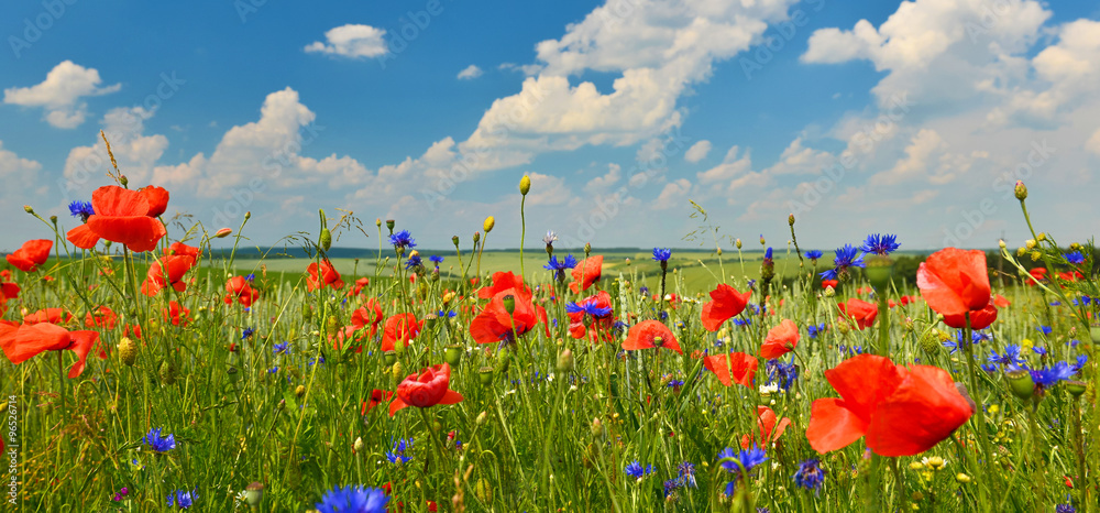 Fototapeta premium Poppies