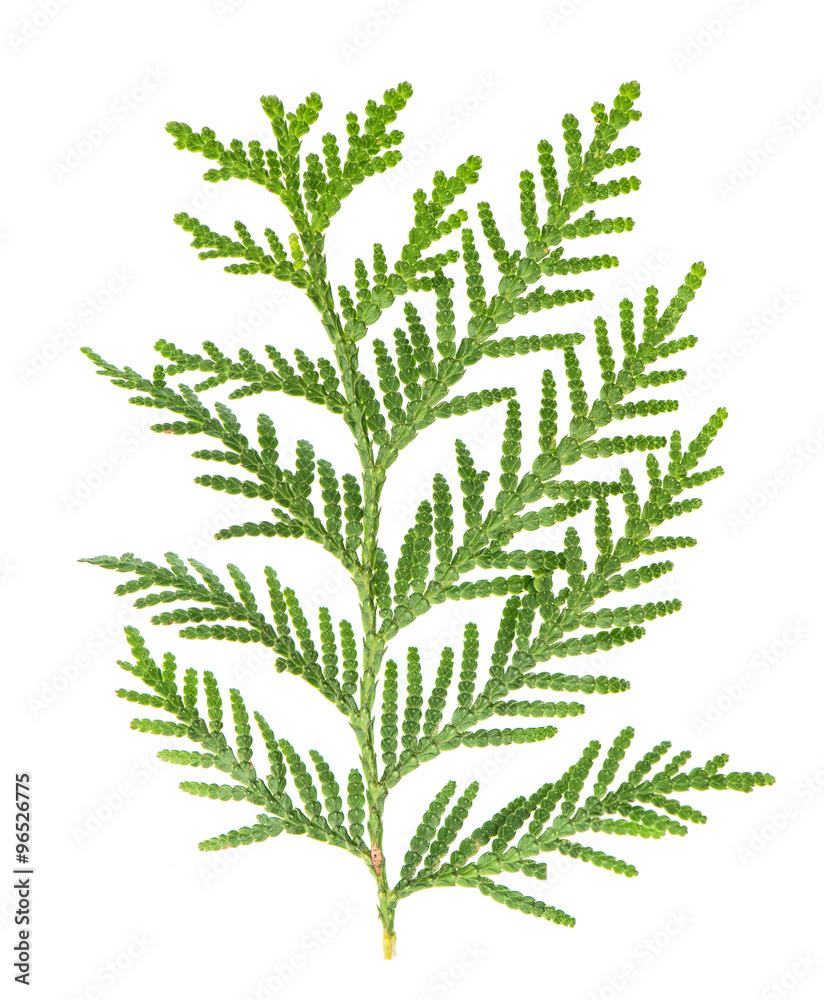Thuja sprig isolated on white background. Evergreen Thuja sprig isolated on white background. Evergreen