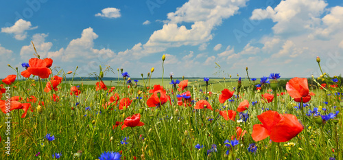 Fototapeta Naklejka Na Ścianę i Meble -  Poppies