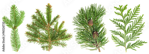 Evergreen tree branch set isolated on white. Coniferous plants