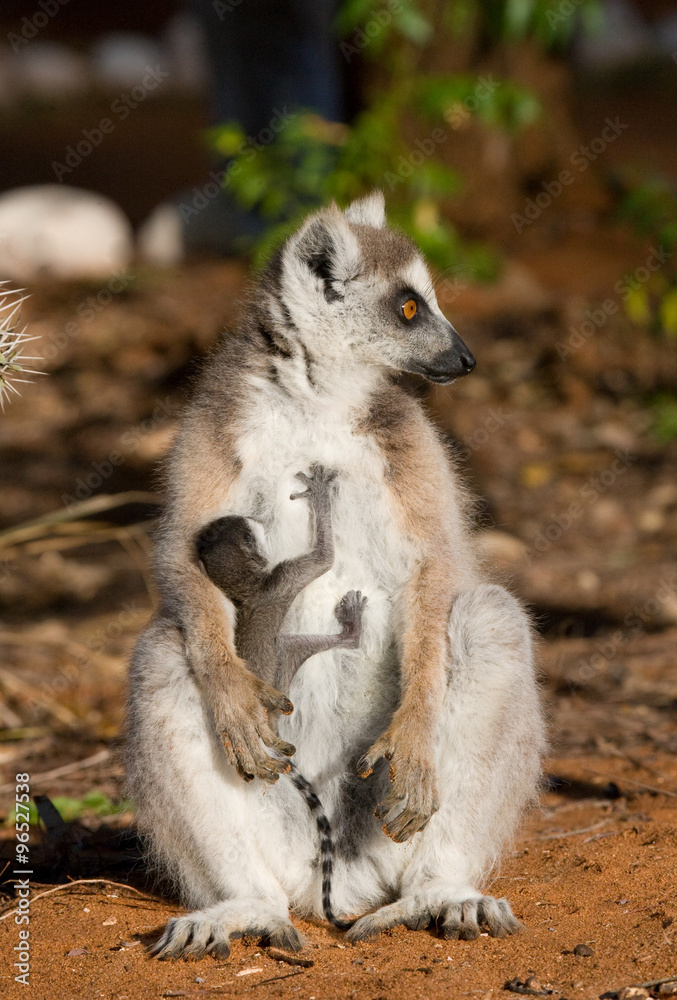 Ring-tailed lemur sitting on the ground. Madagascar. An excellent illustration. Ring-tailed lemur sitting on the ground. Madagascar. An excellent illustration.