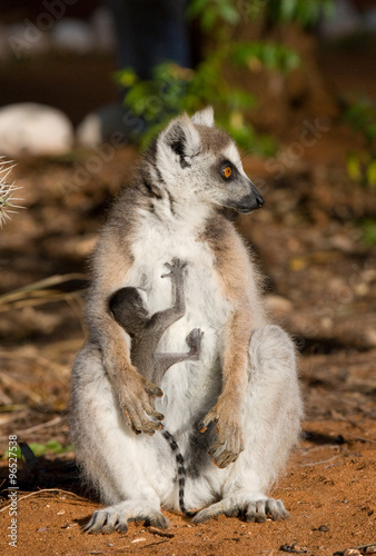 Ring-tailed lemur sitting on the ground. Madagascar. An excellent illustration.