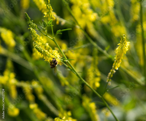 Wasp sitting on a yellow flower © sa4e4ek