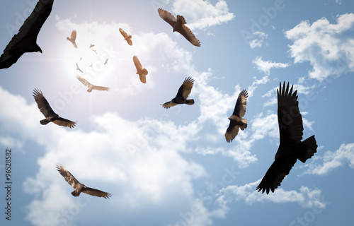 Circling Vultures photo