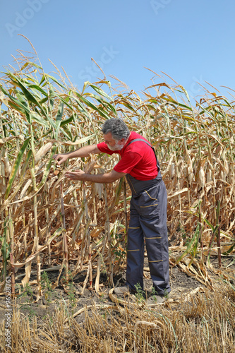 Agricultural scene, farmer or agronomist inspect damaged corn field