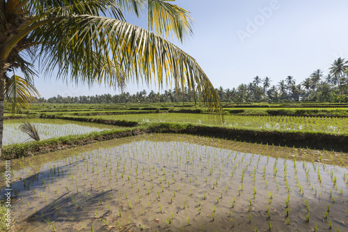 Green rice fields on Bali island, near Ubud, Indonesia