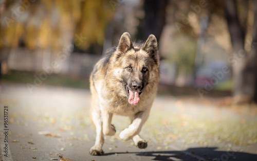 German shepherd dog in action photo