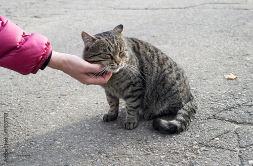 Female hand closeup petting stray cat photo