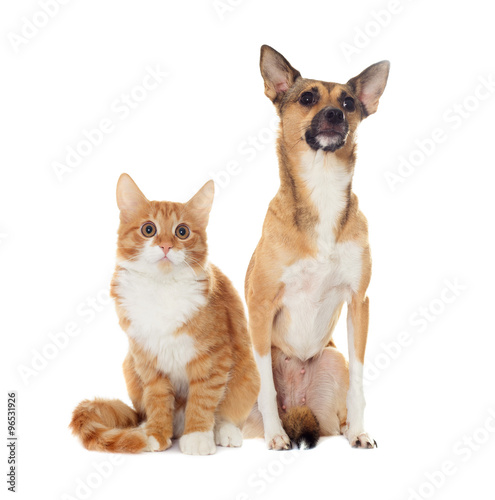 red dog and red kitten looking © Happy monkey
