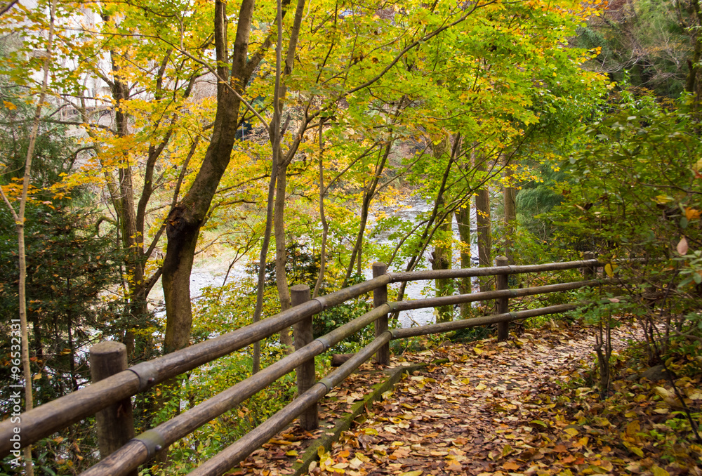 Autumn leaves .Hiking Trail.