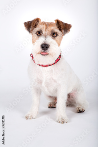 Jack Russell Terrier sitting in front of white background, 5 years old.