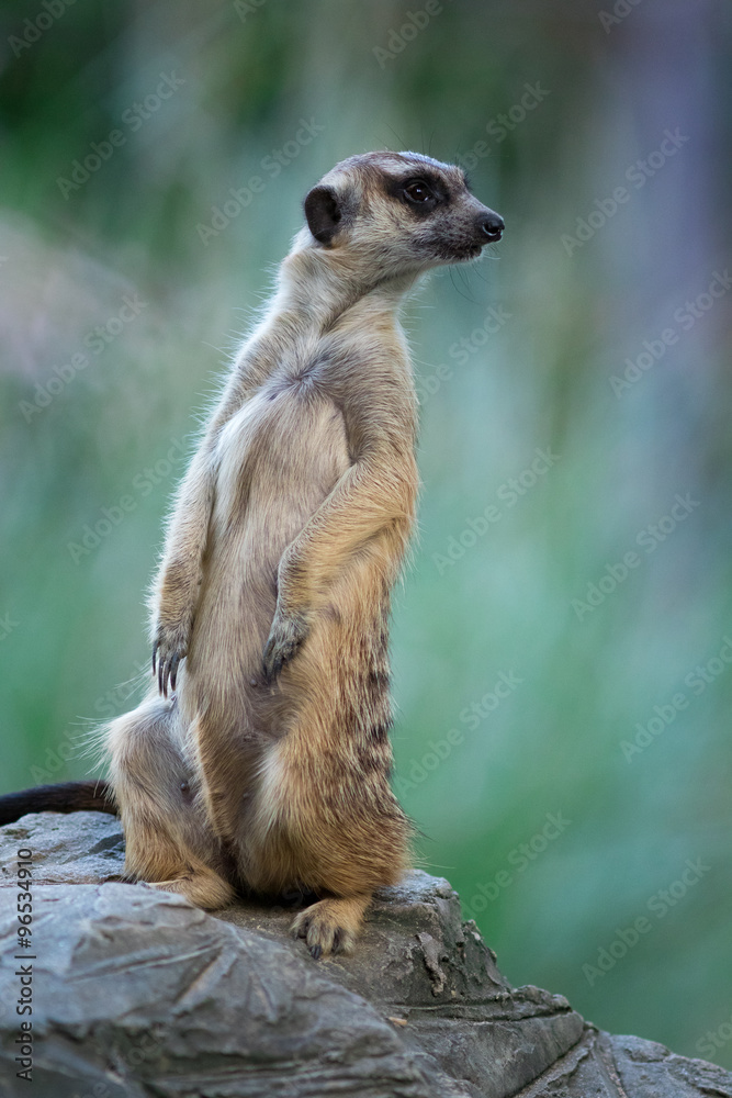 Fototapeta premium The meerkat