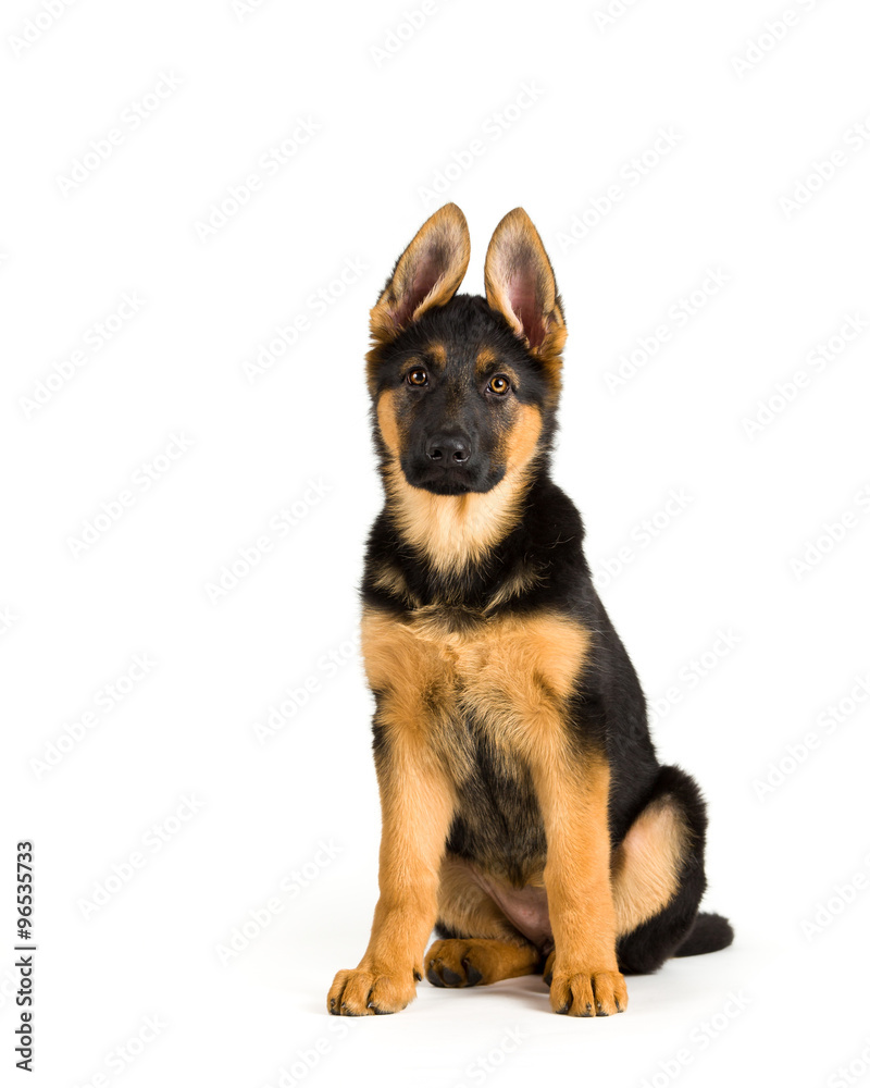 Cute puppy dog Germany Shepherd sitting on White background