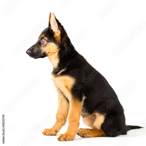 Cute puppy dog German Shepherd sitting on white background  side view