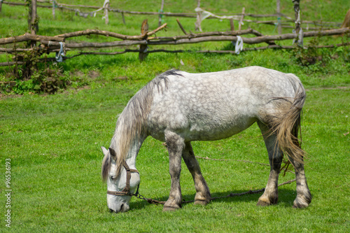 Llonely mare grazing on spring pasture