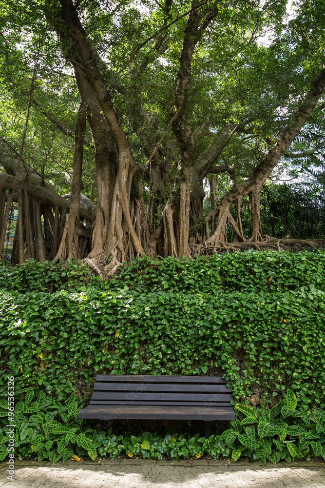 One unoccupied wooden bench in front of vines and under old & big trees at the Hong Hong Park in China. One unoccupied wooden bench in front of vines and under old & big trees at the Hong Hong Park in China.