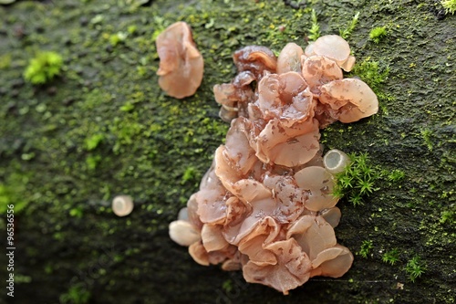 Buchen-Gallertkreisling (Neobulgaria pura) mit Maden  photo