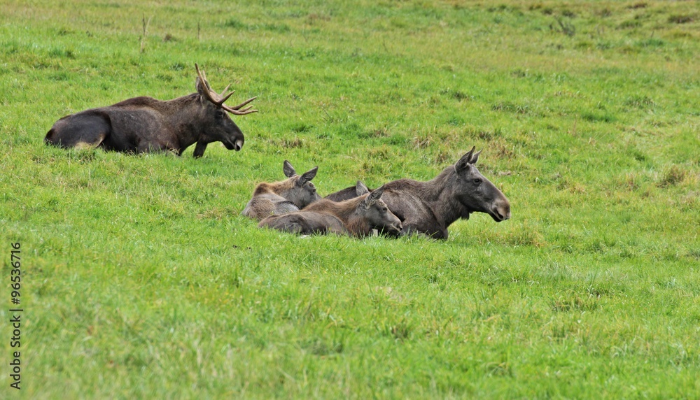 Elchfamilie (Alces alces) mit fünf Monate alten Zwillingen Elchfamilie (Alces alces) mit fünf Monate alten Zwillingen