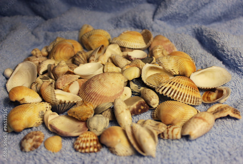 Stones and shells from the Arabian Sea 