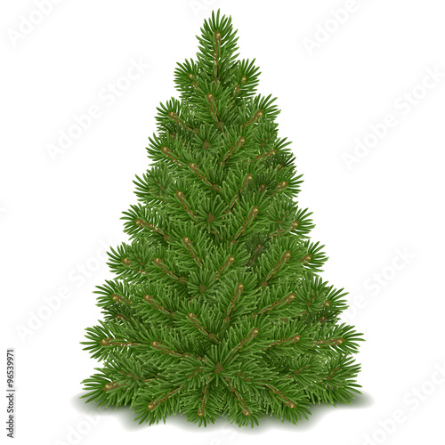 Fluffy green Christmas tree ready to decorating. Isolated on white background. Vector illustration.